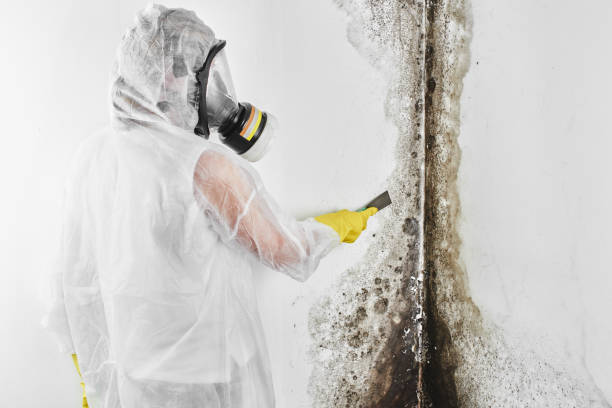 Best Local Mold Removal Service  in Rolling Fork, MS