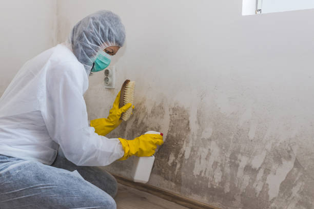 Best Black Mold Removal  in Rolling Fork, MS