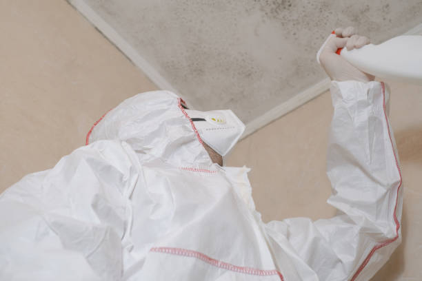 Best Mold Removal Specialists  in Rolling Fork, MS