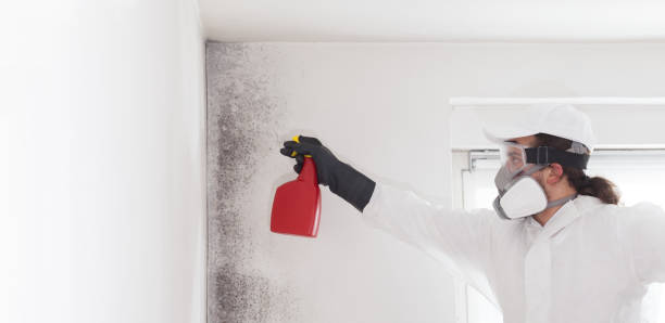 Best Certified Mold Removal  in Rolling Fork, MS