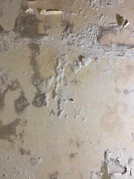 Trusted Rolling Fork, MS Mold Removal Experts