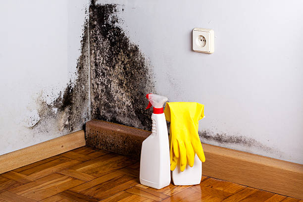 Best Mold Cleaning Services  in Rolling Fork, MS
